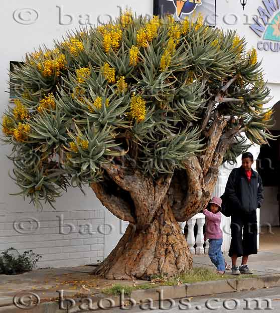 Aloe dichotoma