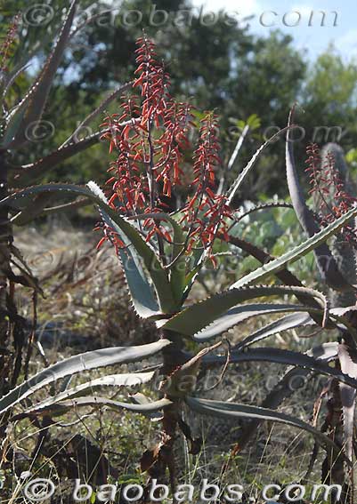 Aloe divaricata