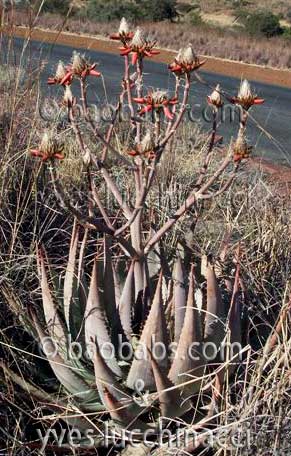 Aloe hereroensis