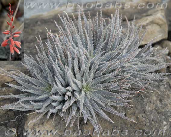 Aloe parvula