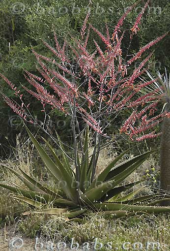 Aloe secundiflora