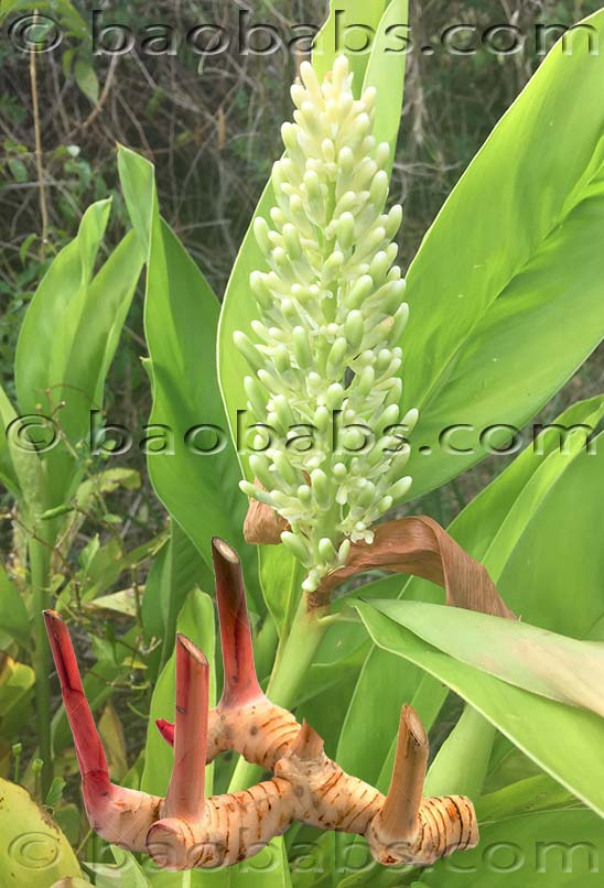 Alpinia galanga