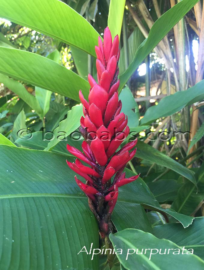 Alpinia purpurata