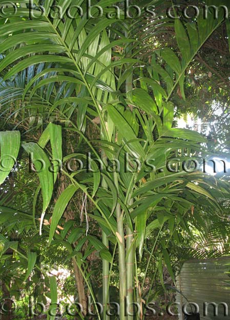 Areca sp. JAVA