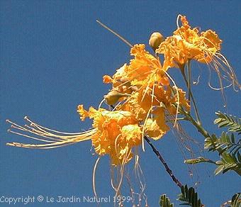 Caesalpinia pulcherrima AUREA