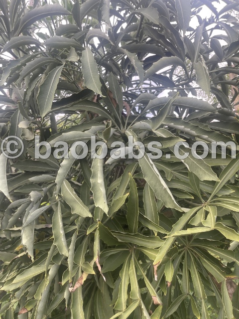 Cussonia spicata