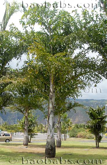 Caryota urens