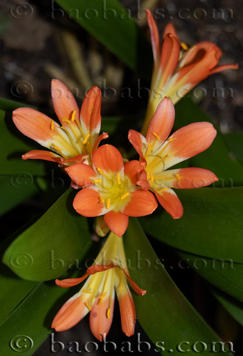 Clivia minata