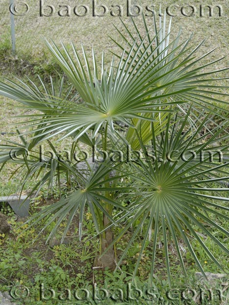 Coccothrinax argentata