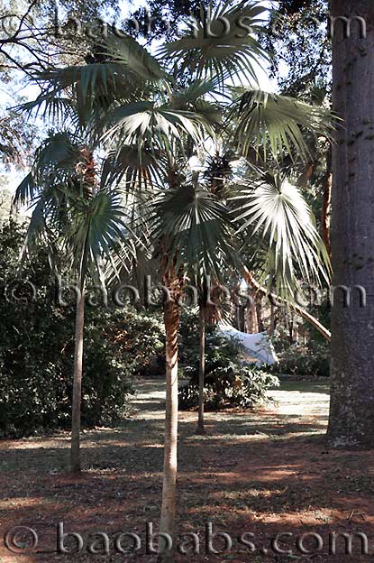 Coccothrinax argentea