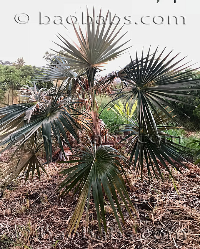 Coccothrinax litoralis