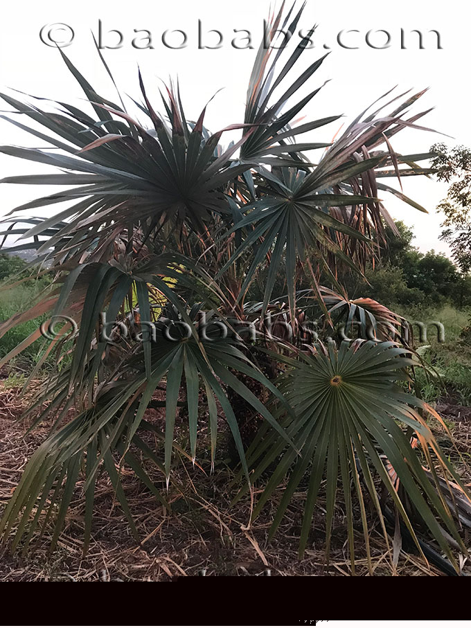 Coccothrinax miraguama trinitensis