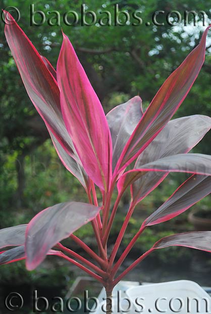 Cordyline fruticosa