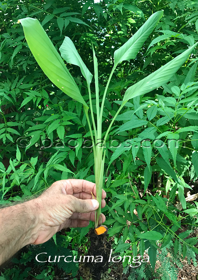 Curcuma longa