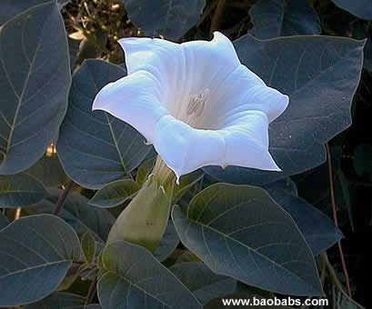 Datura stramonium