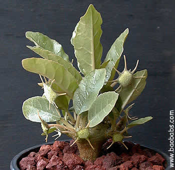 Dorstenia foetida