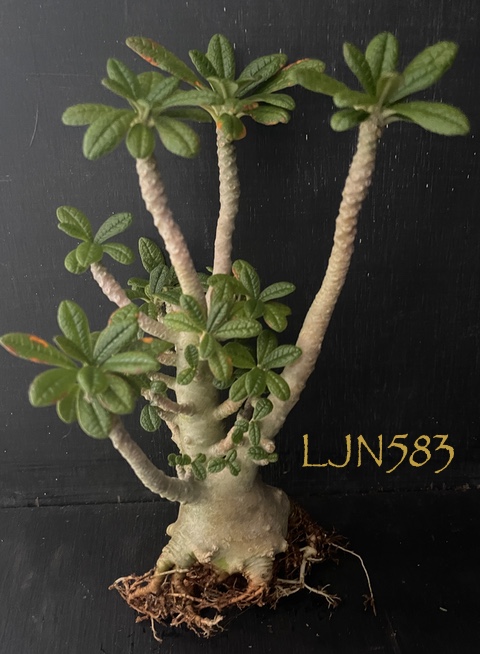 Dorstenia gigas LJN583