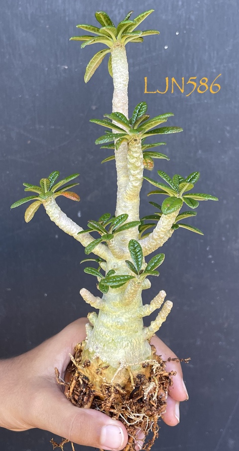 Dorstenia gigas LJN586