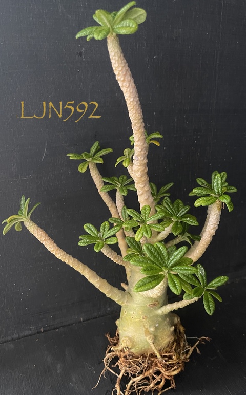 その他多肉植物 Dorstenia gigas Dorstenia gigas, seed grown : r/Caudex