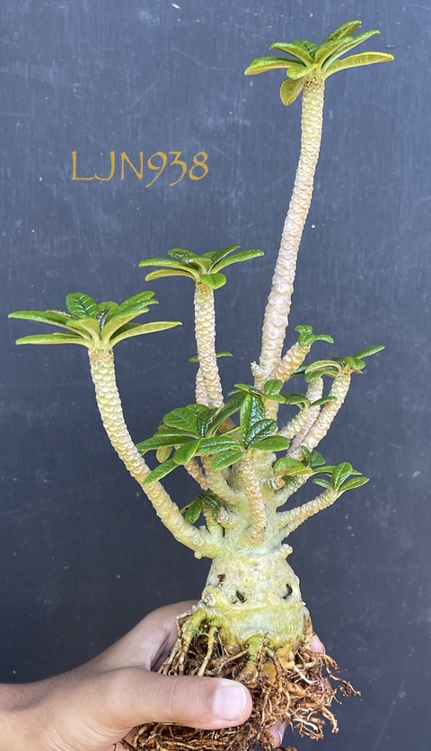 Dorstenia gigas LJN938