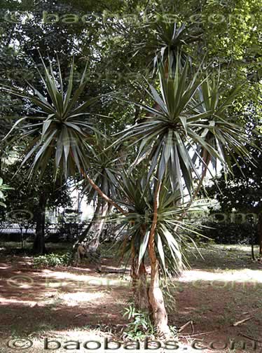 Dracaena concinna