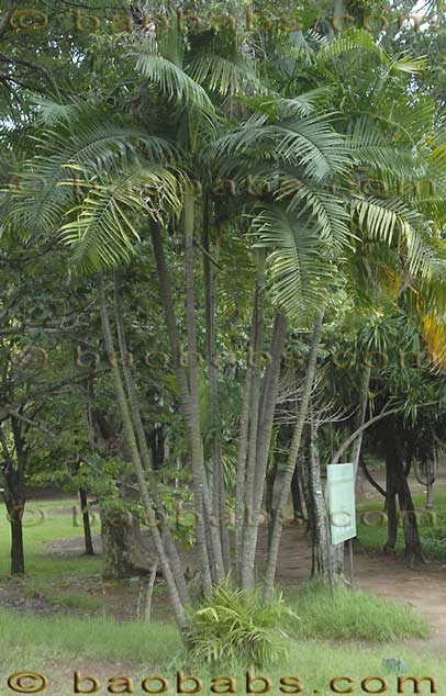 Dypsis baronii