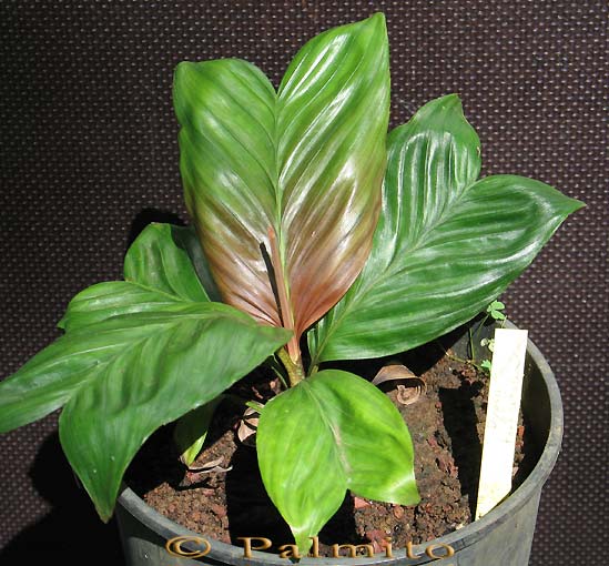 Dypsis forficifolia