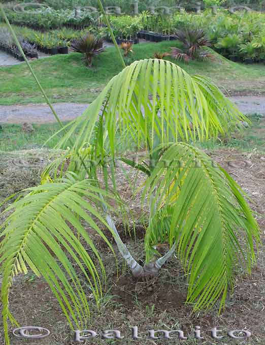 Dypsis onilahensis