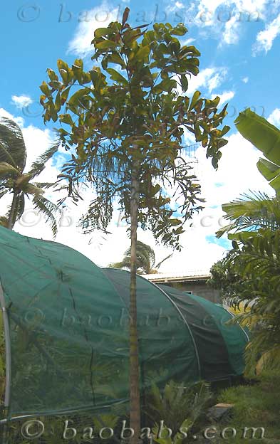 Dypsis pinnatifrons