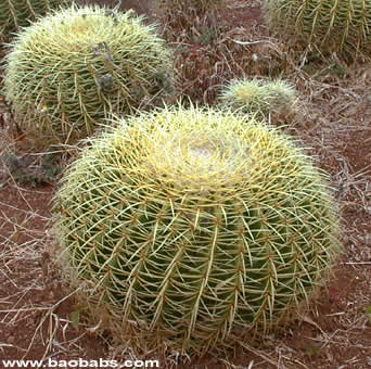 Echinocactus grusonii