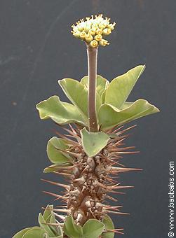 Euphorbia didieroides