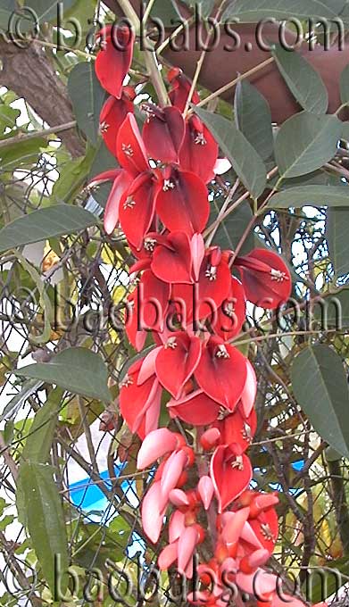 Erythrina crista galli