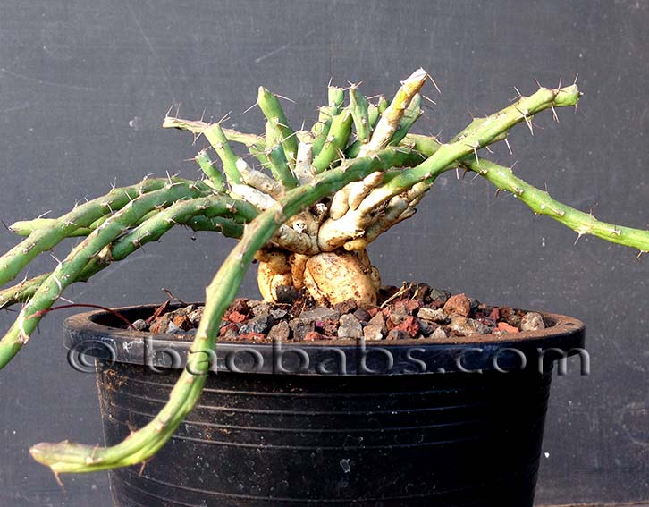 Euphorbia graciliramea