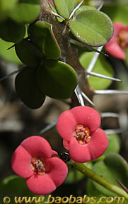 Euphorbia milii var. tenuispina