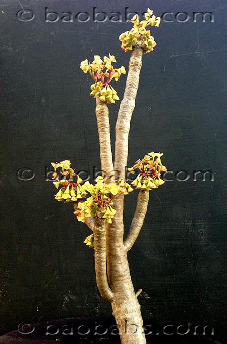 Euphorbia milotii