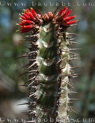 Euphorbia neohumbertii