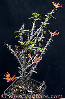 Euphorbia pedilanthoides