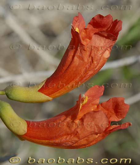 Fernandoa madagascariensis