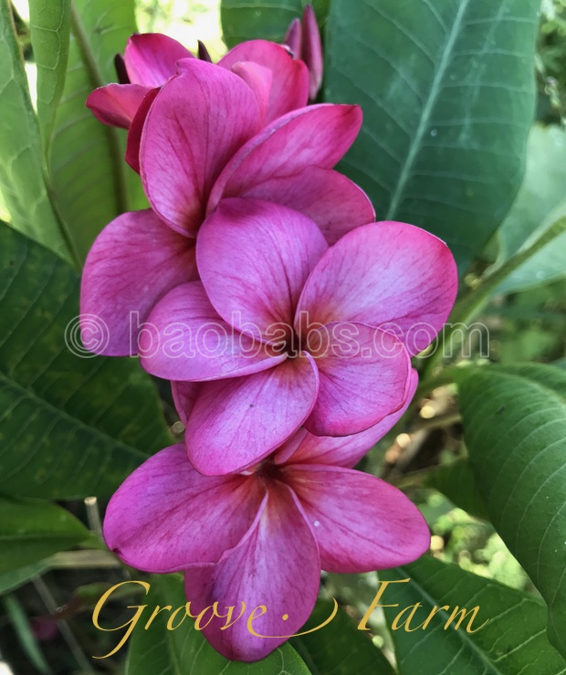 Plumeria rubra GROVE FARM