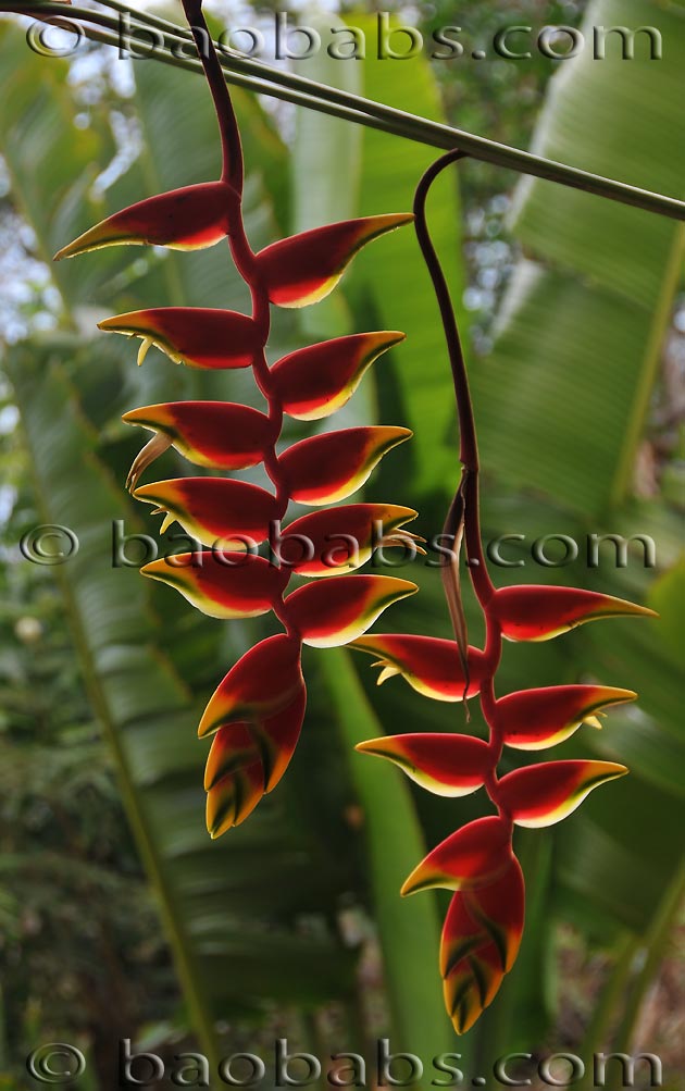 Heliconia rostrata