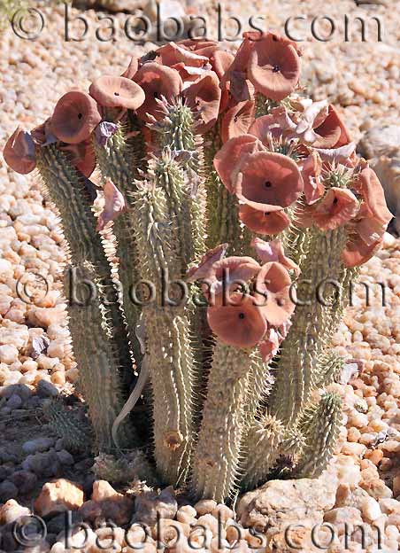 Hoodia gordonii