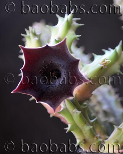 Huernia pendula