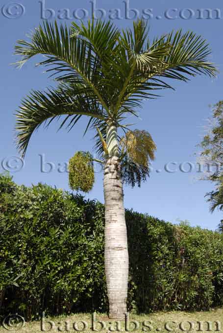 Hyophorbe vershaffeltii