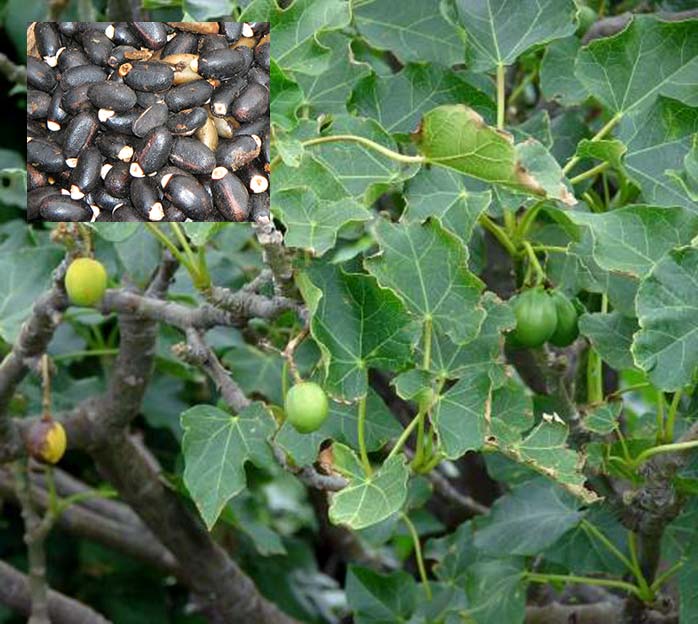 Jatropha curcas