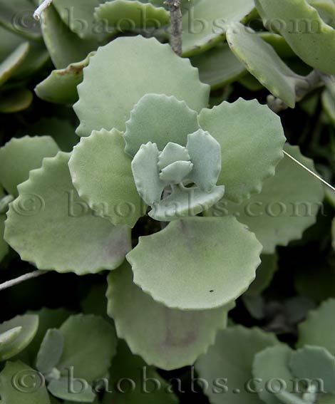 Kalanchoe milotii