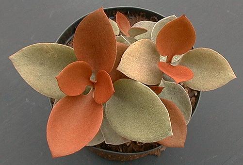 Kalanchoe orgyalis