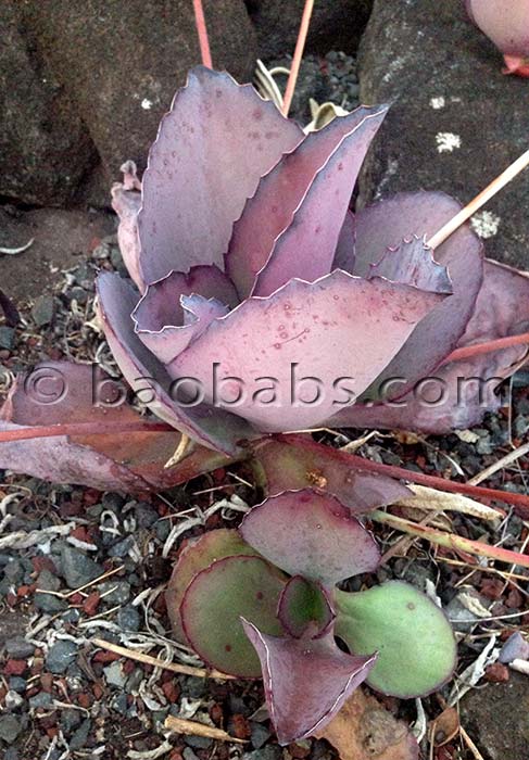 Kalanchoe synsepala