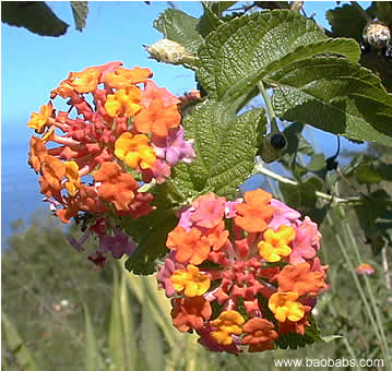 Lantana camara