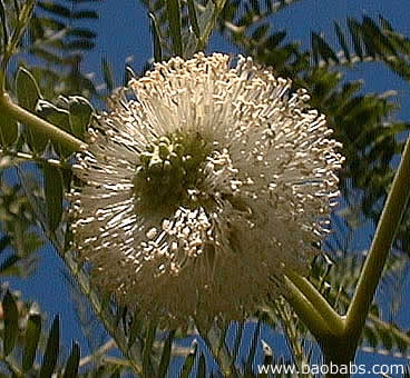 Leucaena leucocephala