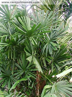 Licuala aurantiaca